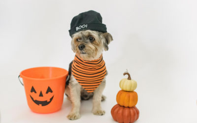 Dog Halloween Costumes for Your Spooky Pup