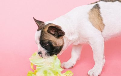 Healthy Dog Treats for Your Furry Friend