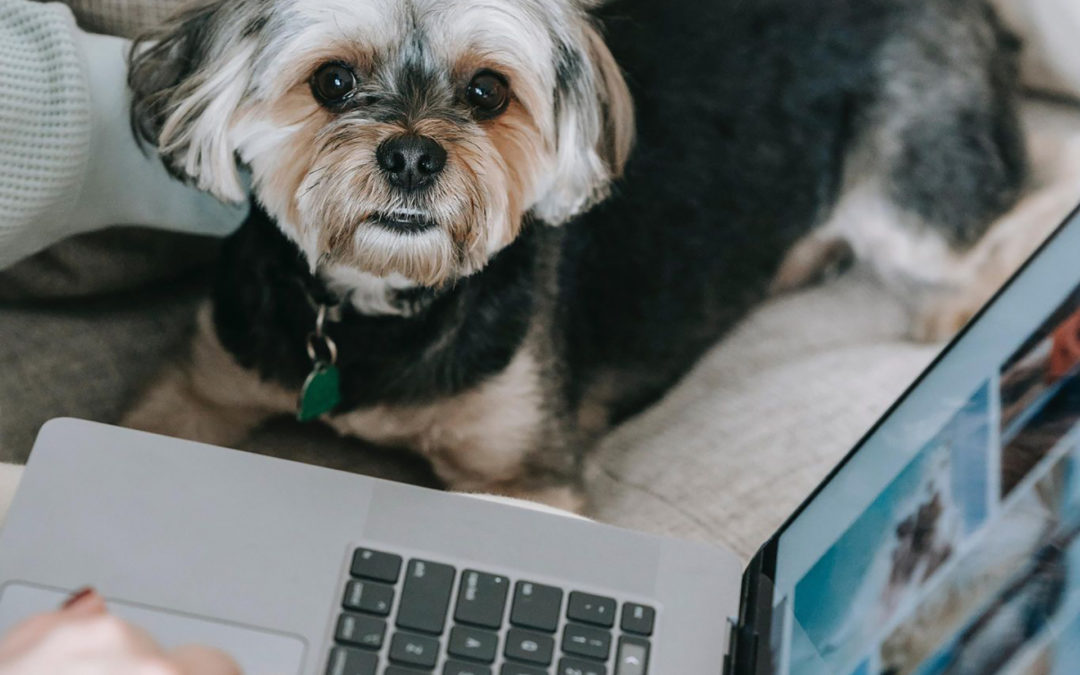 what-a-return-to-office-means-for-dogs-the-pooches-playhouse