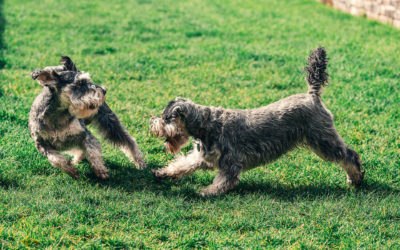 Dog Sitting or Dog Daycare: What’s the Difference?