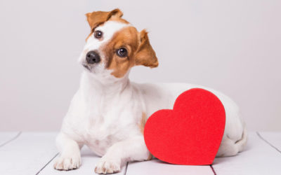 3 Ways to Celebrate National Love Your Pet Day