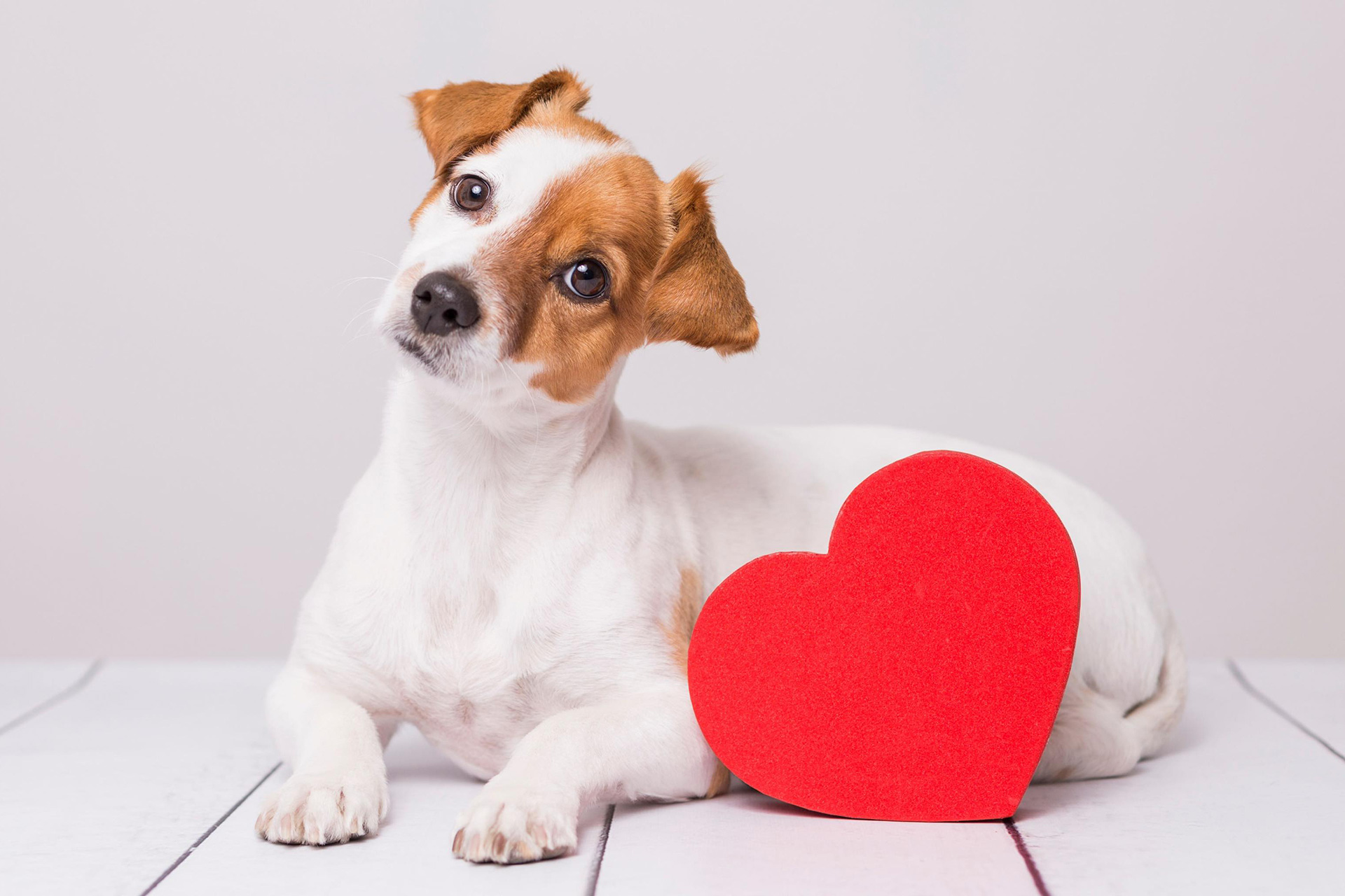 National Love Your Pet Day | The Pooches Playhouse | Toronto, ON