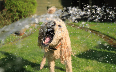 How to Keep Your Dog Cool in Summer