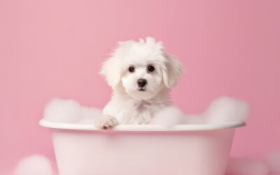 The Importance of Regular Dog Grooming